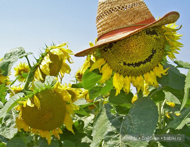 Позитив. Самые добрые и забавные фотографии для поднятия настроения | Бэйбики Позитив. Самые добрые и забавные фотографии для поднятия настроения