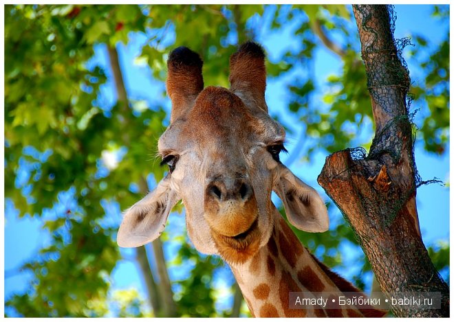 Позитив. Самые добрые и забавные фотографии для поднятия настроения | Бэйбики Позитив. Самые добрые и забавные фотографии для поднятия настроения
