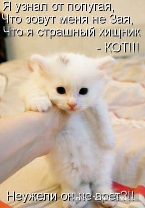 Позитив. Самые добрые и забавные фотографии для поднятия настроения | Бэйбики Позитив. Самые добрые и забавные фотографии для поднятия настроения