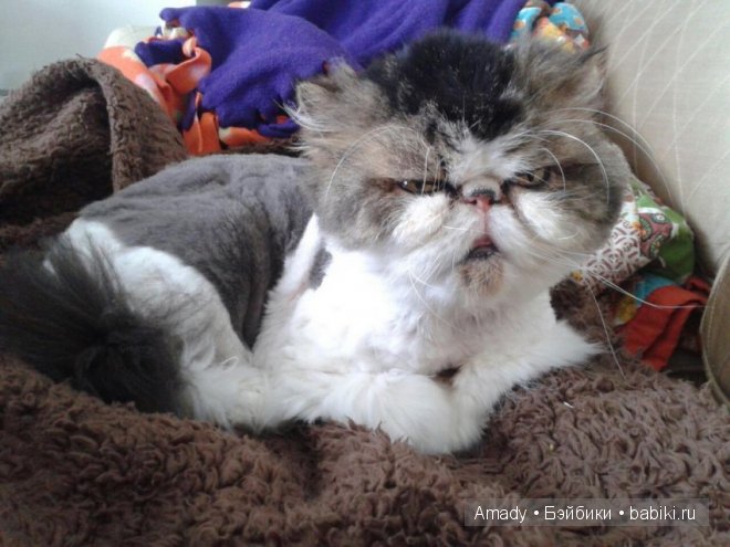 Позитив. Самые добрые и забавные фотографии для поднятия настроения | Бэйбики Позитив. Самые добрые и забавные фотографии для поднятия настроения