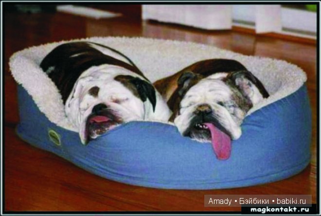 Позитив. Самые добрые и забавные фотографии для поднятия настроения | Бэйбики Позитив. Самые добрые и забавные фотографии для поднятия настроения