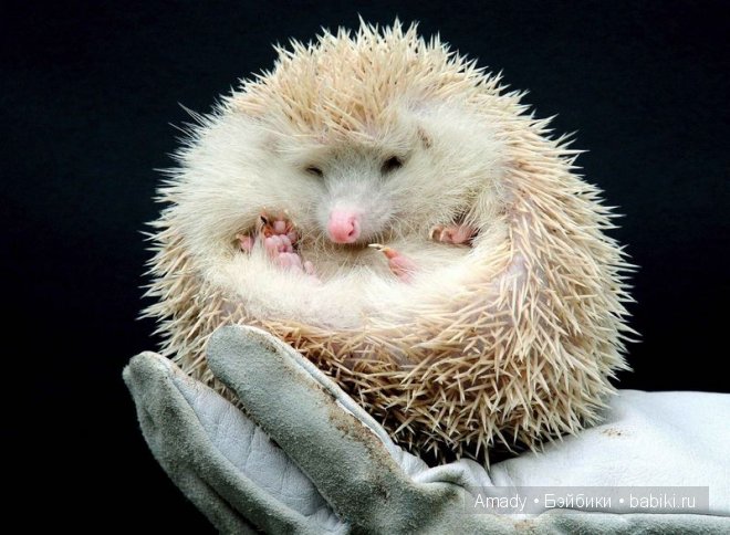 Позитив. Самые добрые и забавные фотографии для поднятия настроения | Бэйбики Позитив. Самые добрые и забавные фотографии для поднятия настроения