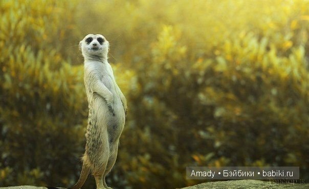 Позитив. Самые добрые и забавные фотографии для поднятия настроения | Бэйбики Позитив. Самые добрые и забавные фотографии для поднятия настроения