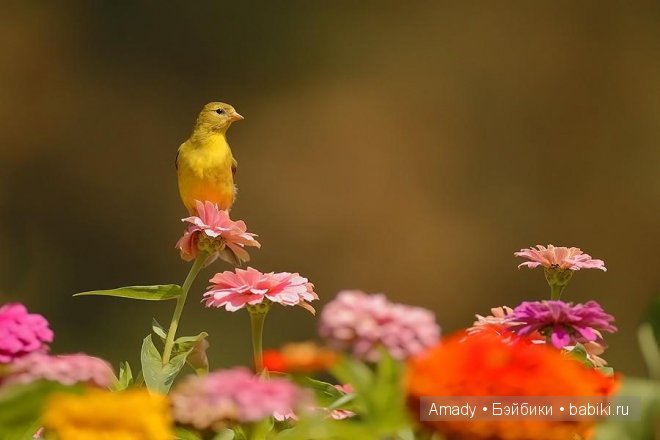 Позитив. Самые добрые и забавные фотографии для поднятия настроения | Бэйбики Позитив. Самые добрые и забавные фотографии для поднятия настроения