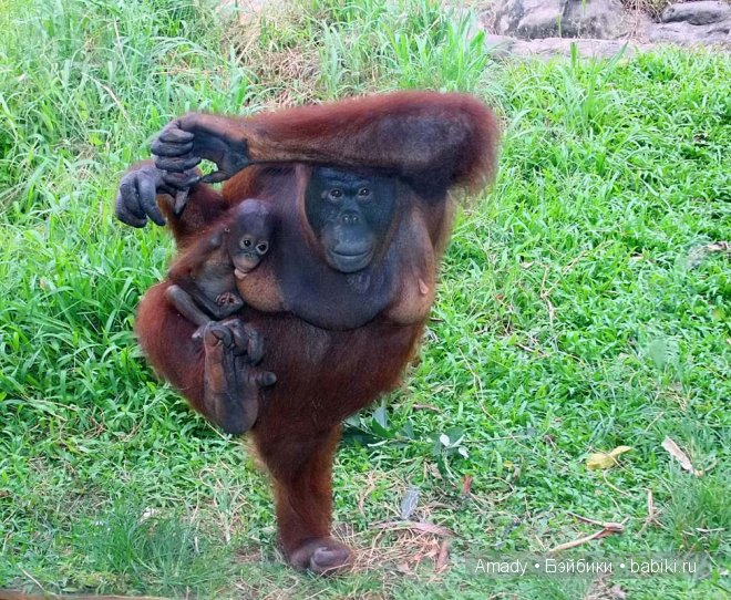 Позитив. Самые добрые и забавные фотографии для поднятия настроения | Бэйбики Позитив. Самые добрые и забавные фотографии для поднятия настроения