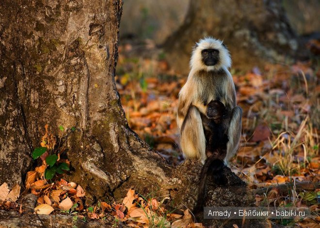 Позитив. Самые добрые и забавные фотографии для поднятия настроения | Бэйбики Позитив. Самые добрые и забавные фотографии для поднятия настроения