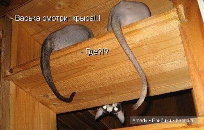 Позитив. Самые добрые и забавные фотографии для поднятия настроения | Бэйбики Позитив. Самые добрые и забавные фотографии для поднятия настроения