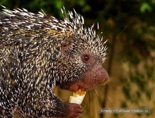 Позитив. Самые добрые и забавные фотографии для поднятия настроения | Бэйбики Позитив. Самые добрые и забавные фотографии для поднятия настроения