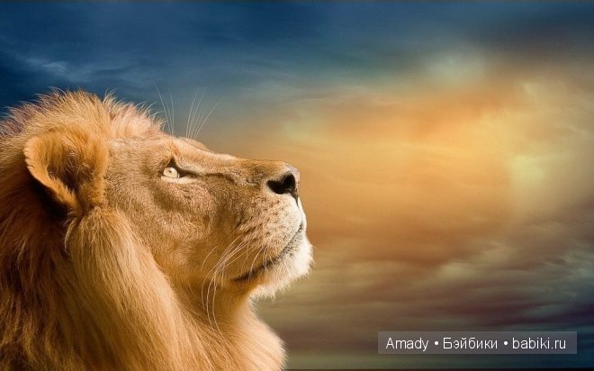 Позитив. Самые добрые и забавные фотографии для поднятия настроения | Бэйбики Позитив. Самые добрые и забавные фотографии для поднятия настроения