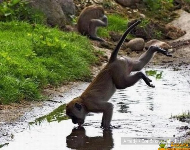 Позитив. Самые добрые и забавные фотографии для поднятия настроения | Бэйбики Позитив. Самые добрые и забавные фотографии для поднятия настроения