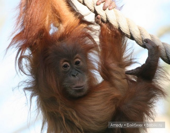 Позитив. Самые добрые и забавные фотографии для поднятия настроения | Бэйбики Позитив. Самые добрые и забавные фотографии для поднятия настроения