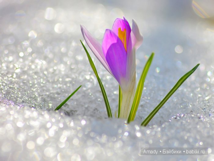 Международный женский день