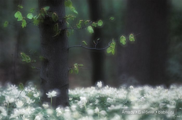 Международный женский день