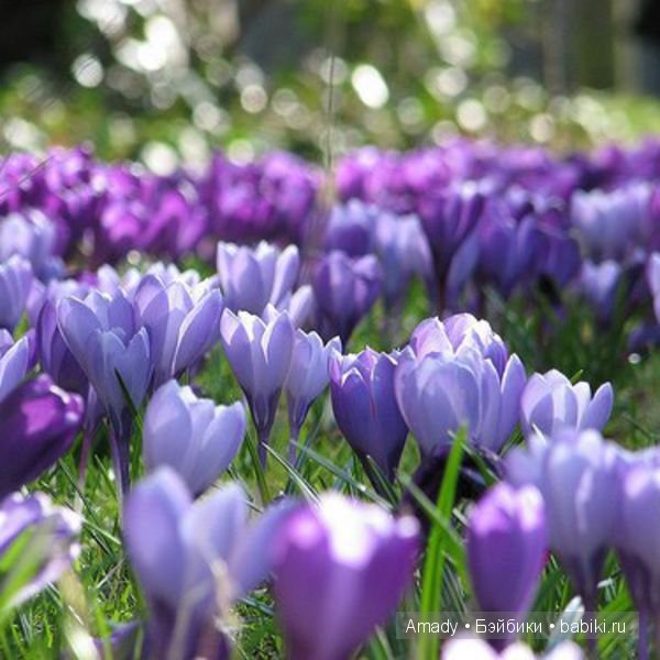 Международный женский день