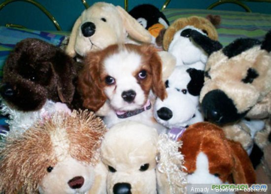 Забавные истории об игрушках