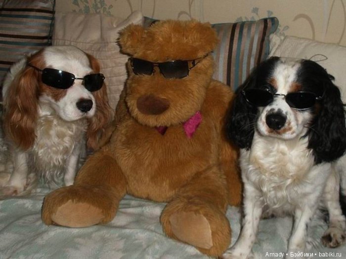 Забавные истории об игрушках