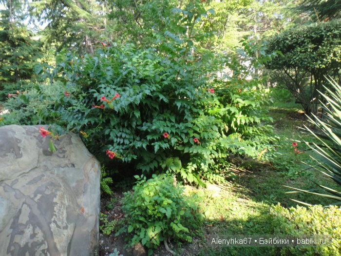 В Ботаническом саду | Бэйбики В Ботаническом саду — Болталка и разговоры обо всем: жизнь (фото 3)