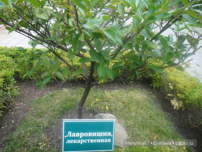 В Ботаническом саду | Бэйбики В Ботаническом саду — Болталка и разговоры обо всем: жизнь