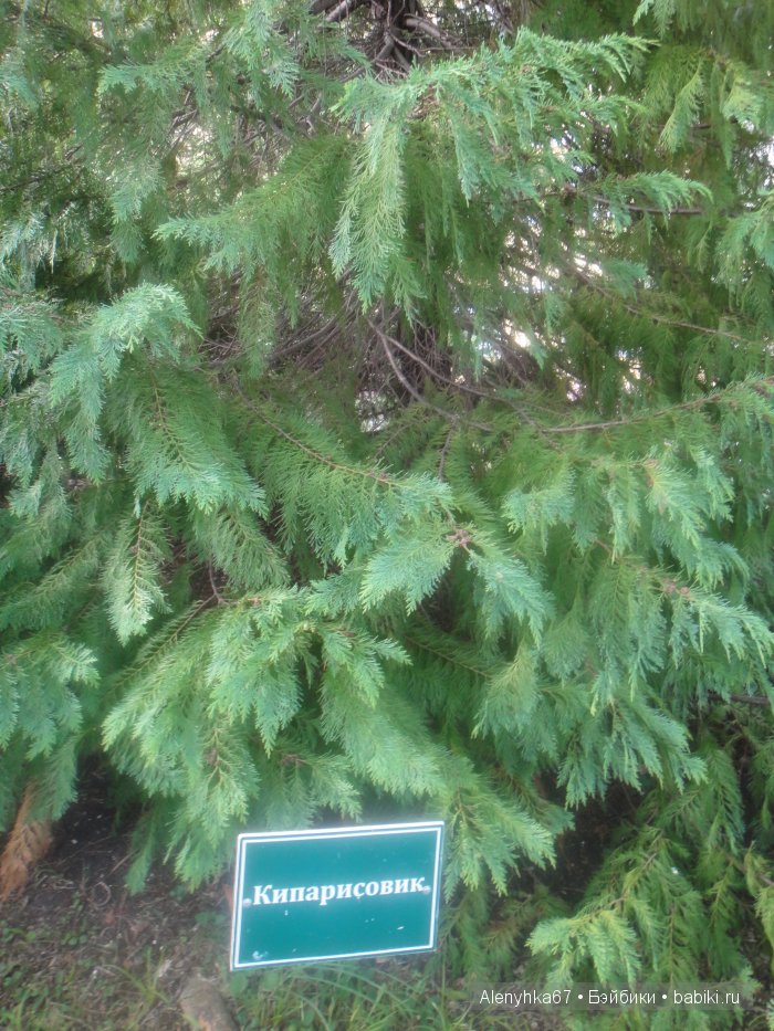 В Ботаническом саду | Бэйбики В Ботаническом саду — Болталка и разговоры обо всем: жизнь (фото 2)