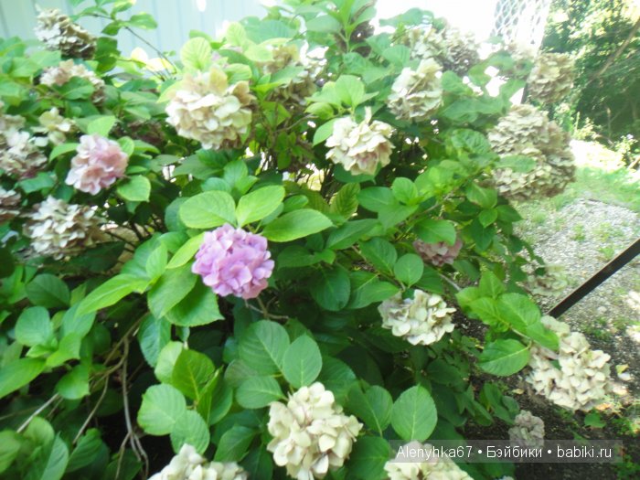 В Ботаническом саду | Бэйбики В Ботаническом саду — Болталка и разговоры обо всем: жизнь (фото 8)