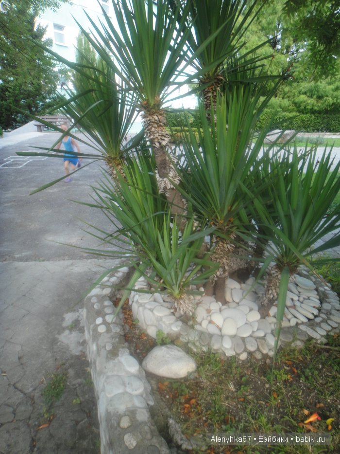 В Ботаническом саду | Бэйбики В Ботаническом саду — Болталка и разговоры обо всем: жизнь (фото 10)