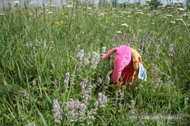 Слоник от Анны, купленный в фонде защиты животных