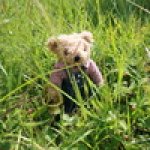 Земляничное приключение мишек Тедди