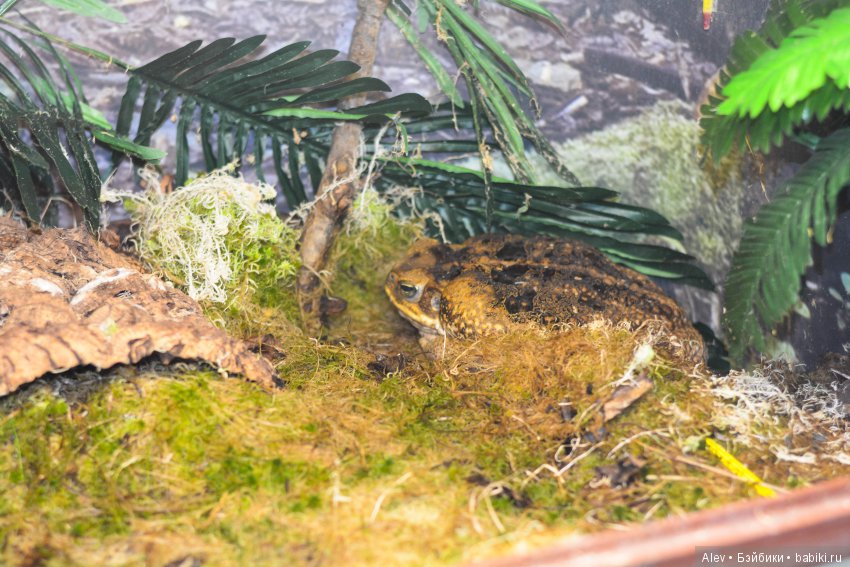 Один день в Туле — Туризм и путешествия: фотоотчеты из поездок