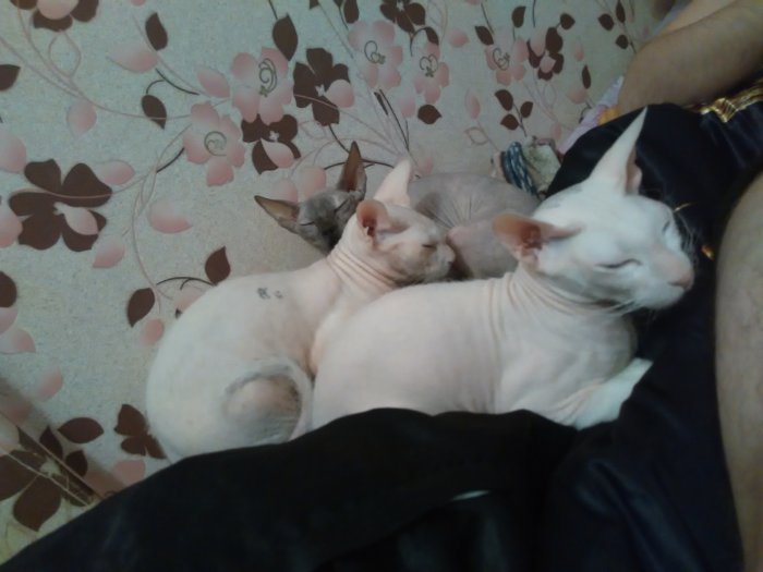 В середине младшая - Масяня :)