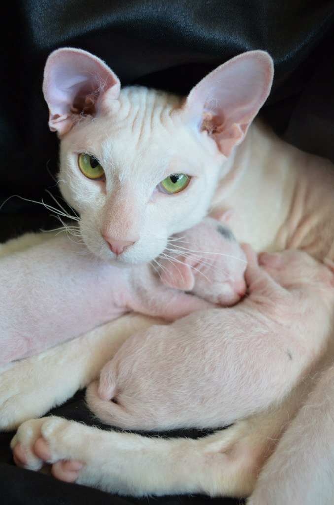 Папа Рагнар греет и воспитывает котят