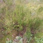 Любителям природы и походов за грибами.