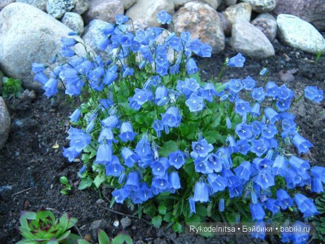 Обновка для куколки Paola Reina | Бэйбики Обновка для куколки Paola Reina