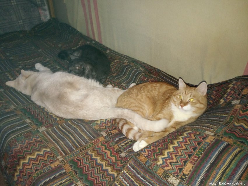 Моя коллекция котиков — Коллекции игровых кукол (Playline): фото полок