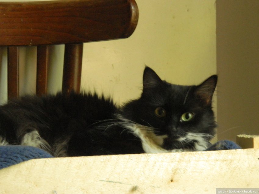 Моя коллекция котиков — Коллекции игровых кукол (Playline): фото полок