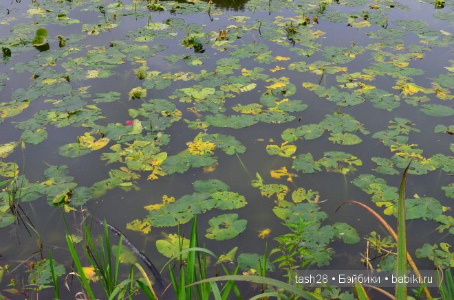 Краски осени. Irrealdoll — Куклы Irrealdoll (Ирреалдолл): BJD (БЖД)