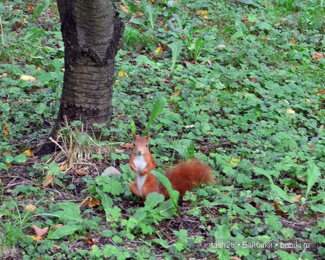 Краски осени. Irrealdoll — Куклы Irrealdoll (Ирреалдолл): BJD (БЖД)