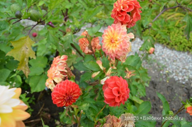 Краски осени. Irrealdoll — Куклы Irrealdoll (Ирреалдолл): BJD (БЖД)