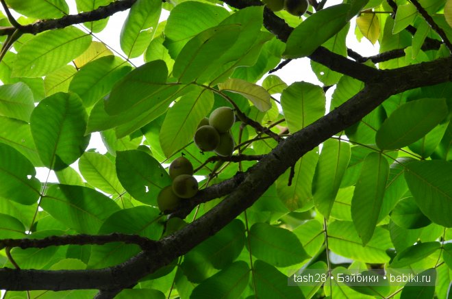 Краски осени. Irrealdoll — Куклы Irrealdoll (Ирреалдолл): BJD (БЖД)