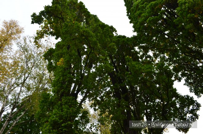 Краски осени. Irrealdoll — Куклы Irrealdoll (Ирреалдолл): BJD (БЖД)