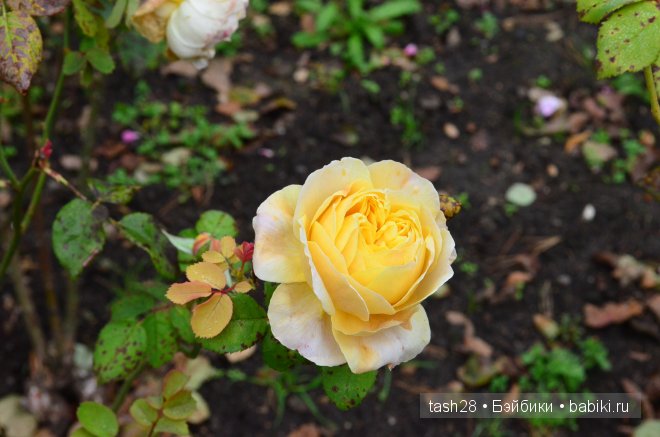 Краски осени. Irrealdoll — Куклы Irrealdoll (Ирреалдолл): BJD (БЖД) (фото 8)