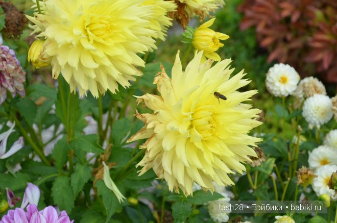 Краски осени. Irrealdoll — Куклы Irrealdoll (Ирреалдолл): BJD (БЖД)