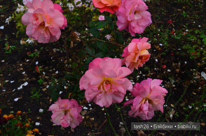 Краски осени. Irrealdoll — Куклы Irrealdoll (Ирреалдолл): BJD (БЖД)