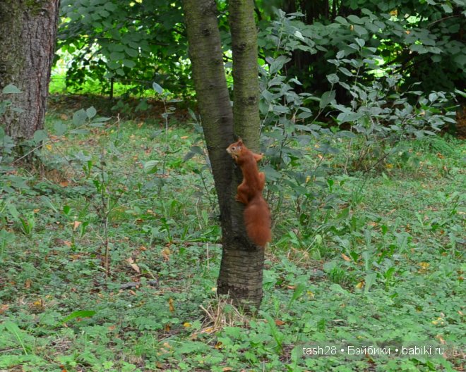 Краски осени. Irrealdoll — Куклы Irrealdoll (Ирреалдолл): BJD (БЖД)