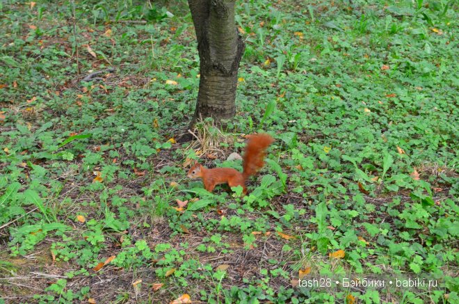 Краски осени. Irrealdoll — Куклы Irrealdoll (Ирреалдолл): BJD (БЖД)