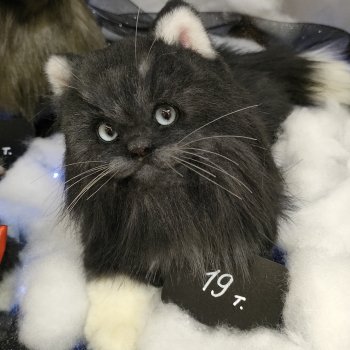 "Hello Teddy!" на Тишинке 6-8.12.24. Часть 7