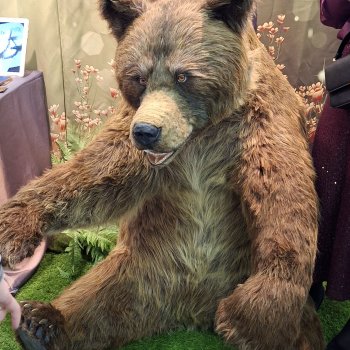 Hello Teddy 2025. Часть 1