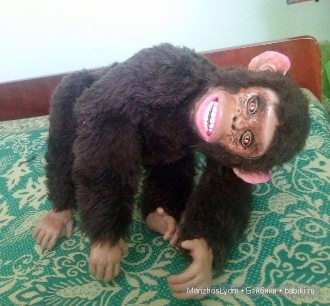 Шимпанзёнок Чамли идёт на прогулку (фото 2)