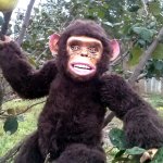 Шимпанзёнок Чамли идёт на прогулку