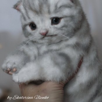 Шотландский котенок "Грис"