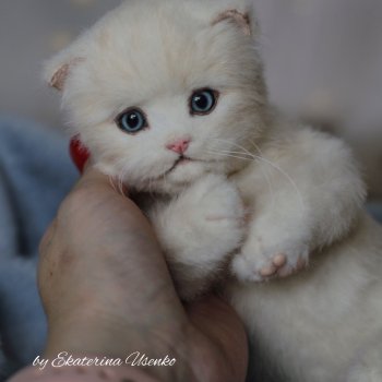 Котенок Мия